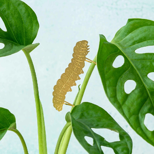 Caterpillar Houseplant Decoration