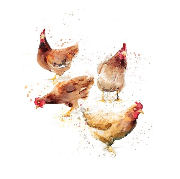 Blank art card. A white background with four watercolor painted chickens.