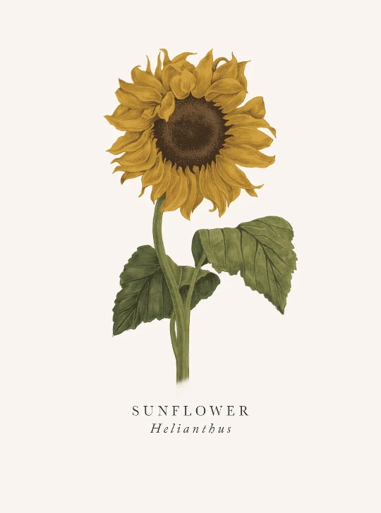 Sunflower Blank Art Card