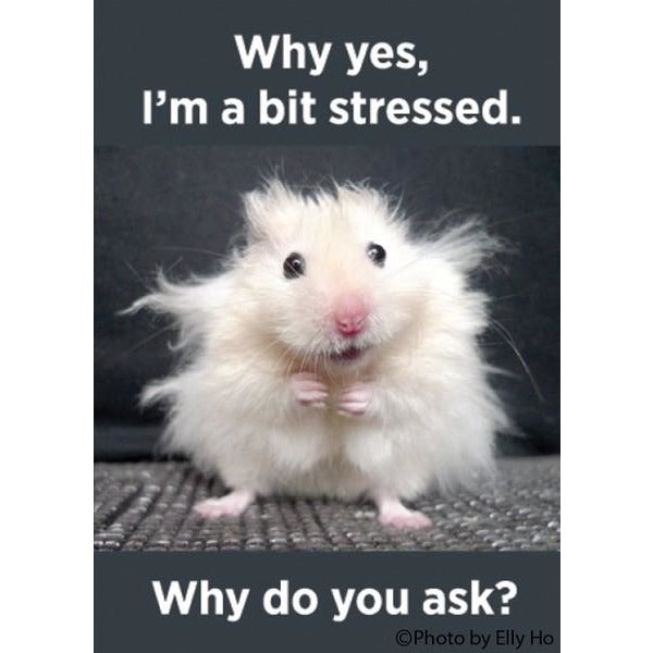 Why Yes, I'm a Bit Stressed Magnet