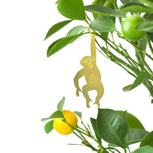 Chimpanzee Houseplant Decoration