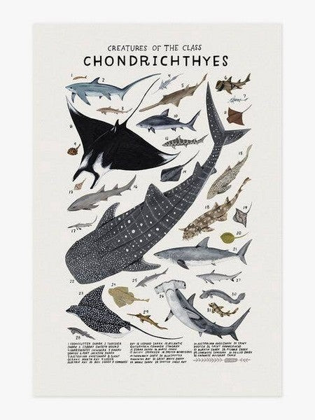 Creatures of the Order Chondrichthyes Print 8x10