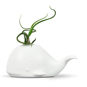 Fred & Friends Air Plant Holder | Whale