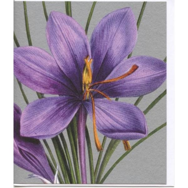 Crocus Sativus - NHM436