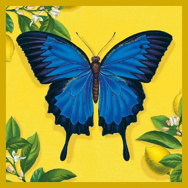Ulysses Butterfly Blank Art Card